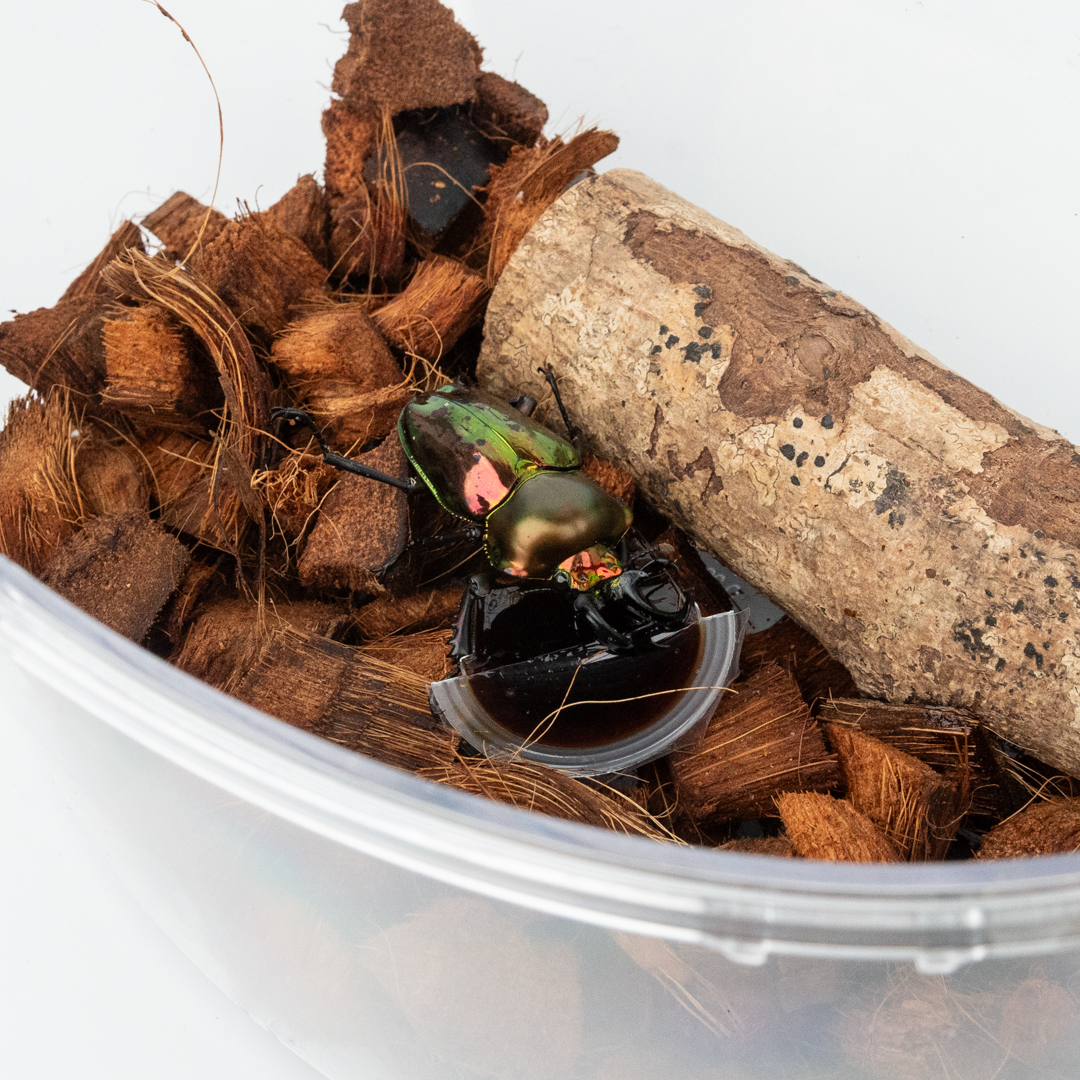 【飼育容器】昆蟲專用飼養箱 - 貝殼箱 4
