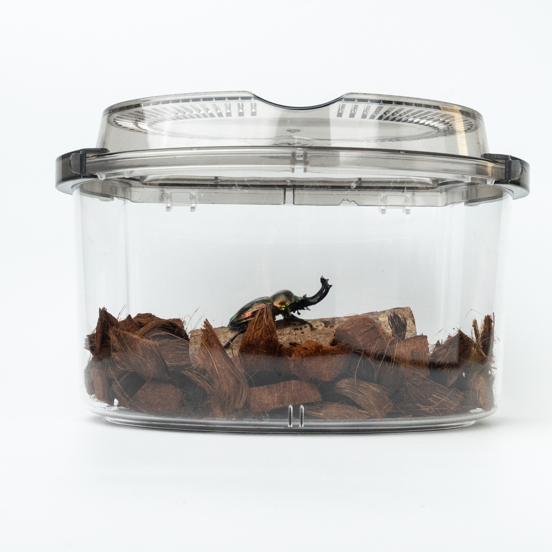 【飼育容器】昆蟲專用飼養箱 - 貝殼箱 3